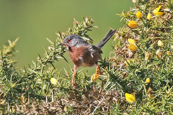 Dartford Warbler