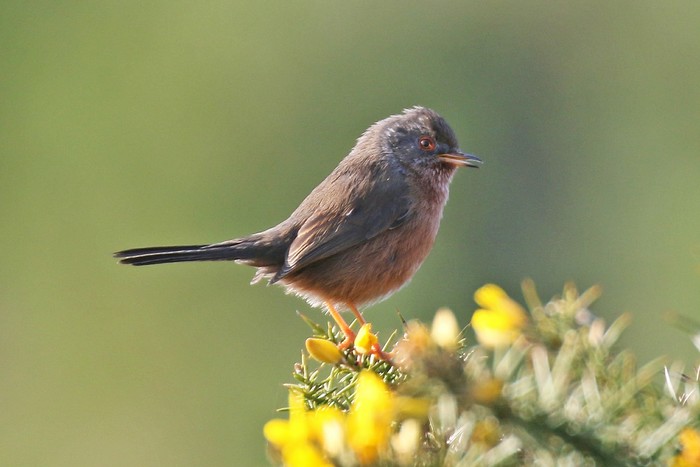 Dartford Warbler