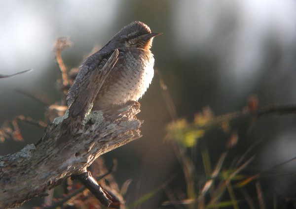 Wryneck