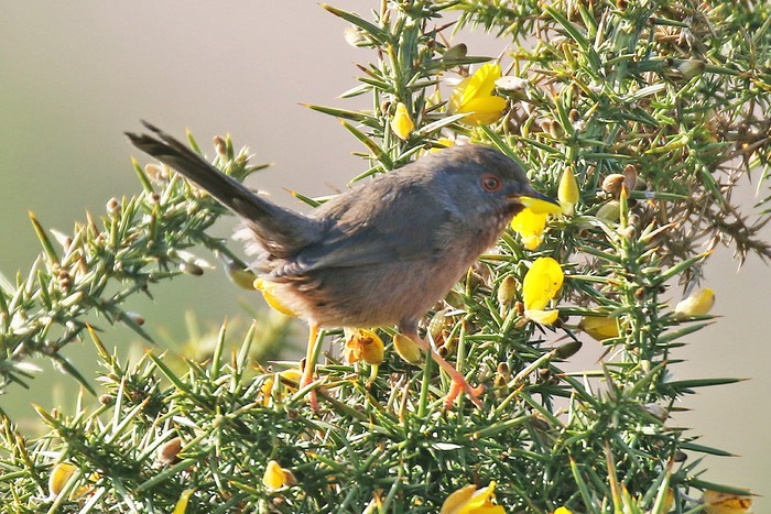 Dartford Warbler