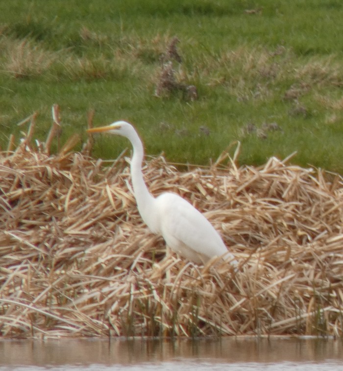 Great White Egret