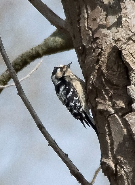 Lesser Spotted Woodpecker