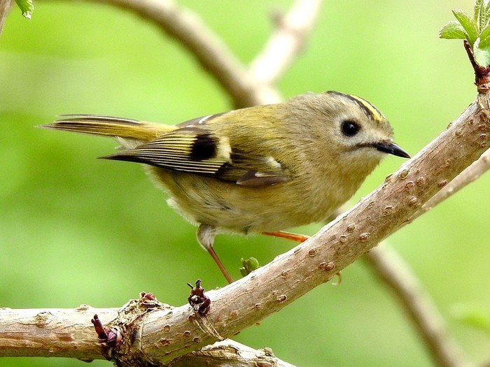 Goldcrest