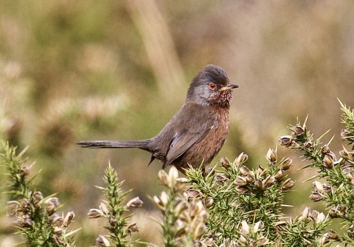 Dartford Warbler