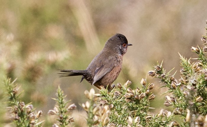 Dartford Warbler