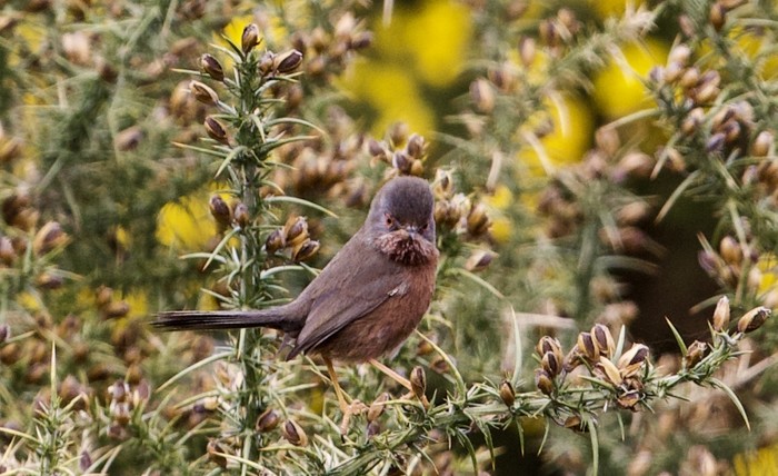 Dartford Warbler