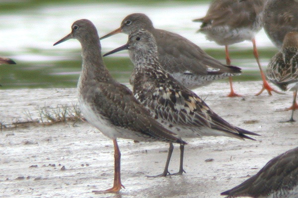 Great Knot