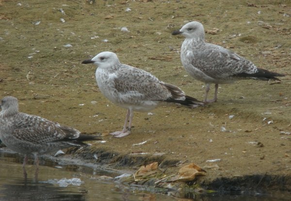 Caspian Gull