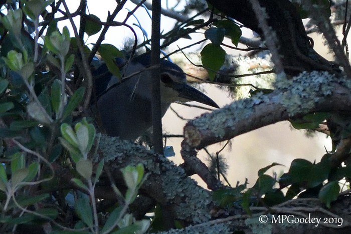 Night Heron