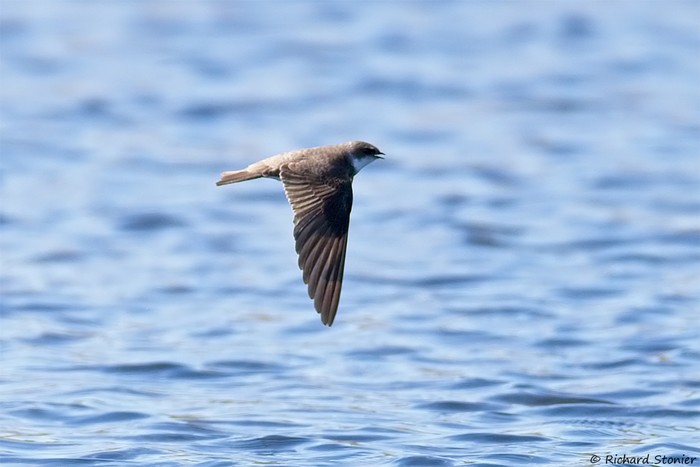Sand Martin