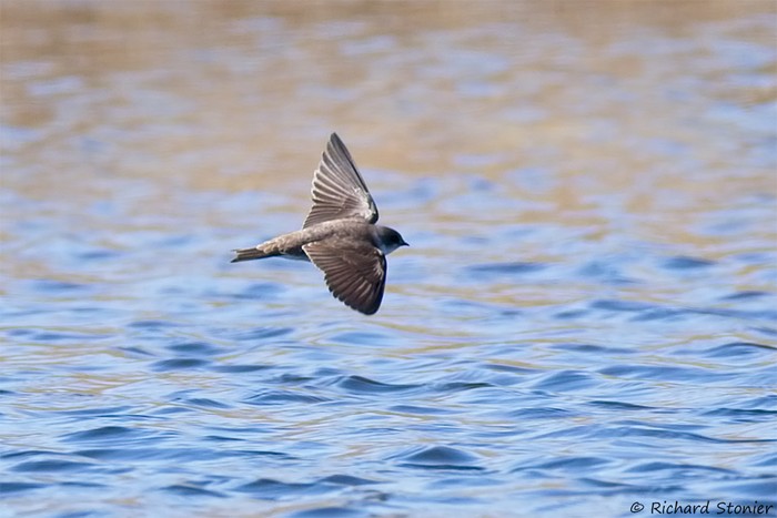 Sand Martin