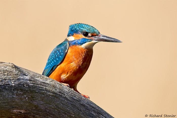 Kingfisher