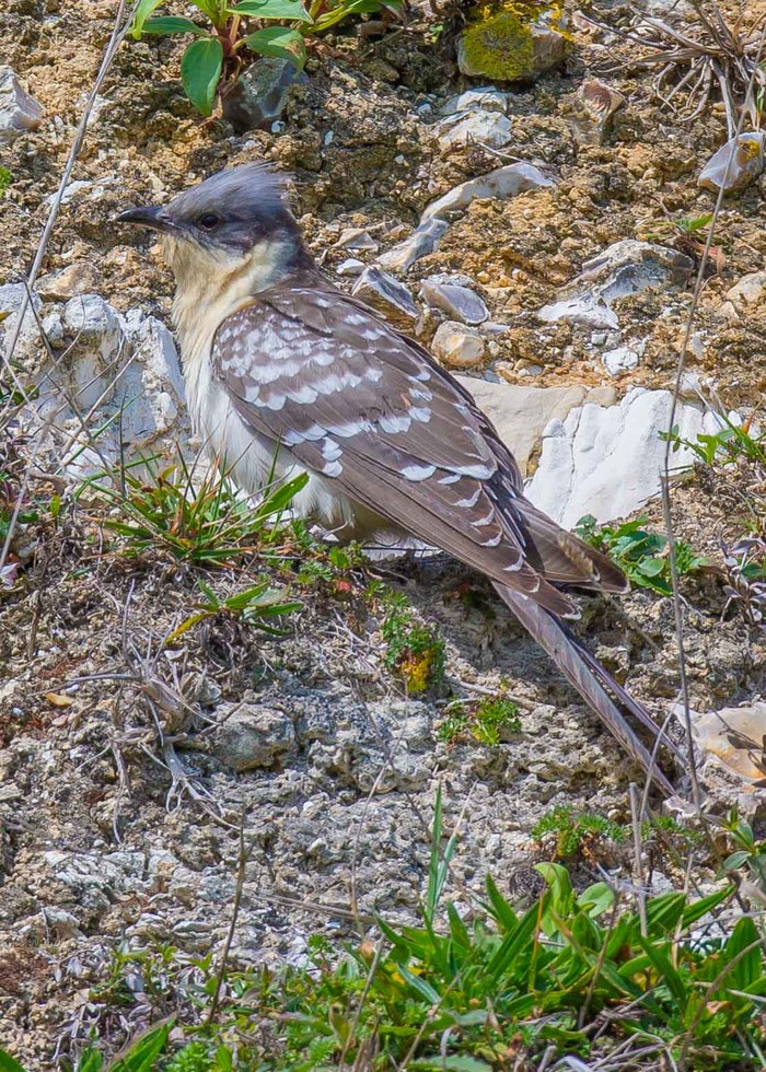 Great Spotted Cuckoo