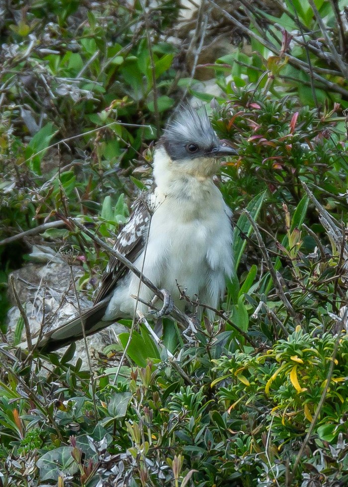 Great Spotted Cuckoo