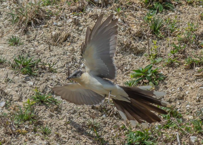 Great Spotted Cuckoo
