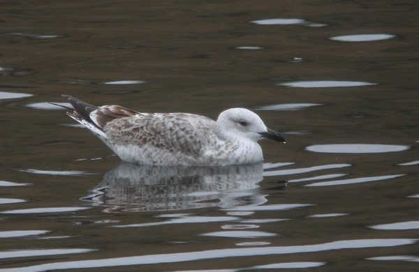 Caspian Gull
