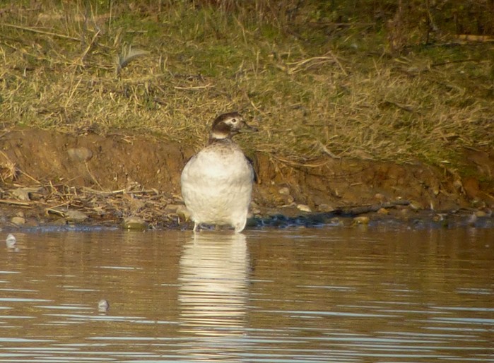 Long-tailed Duck