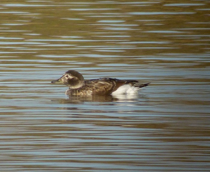Long-tailed Duck