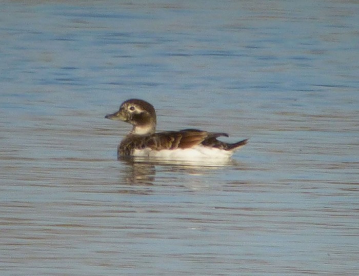 Long-tailed Duck