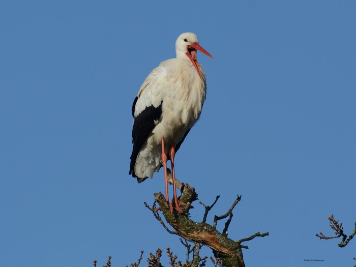 White Stork