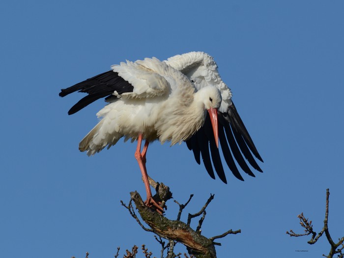 White Stork