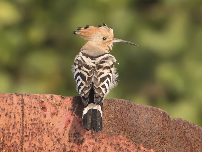 Hoopoe