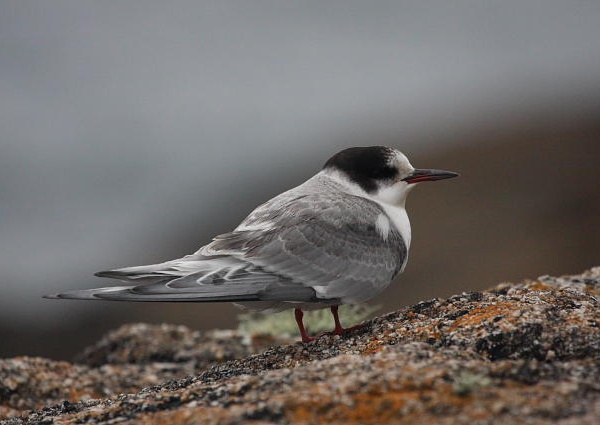 Arctic Tern