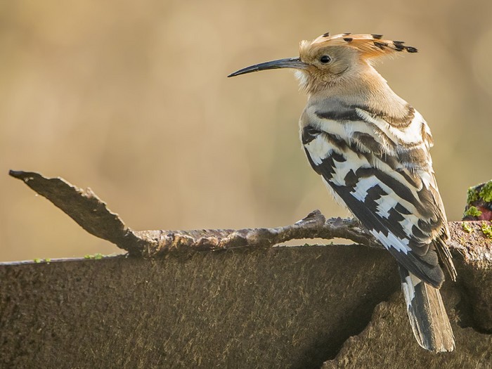 Hoopoe
