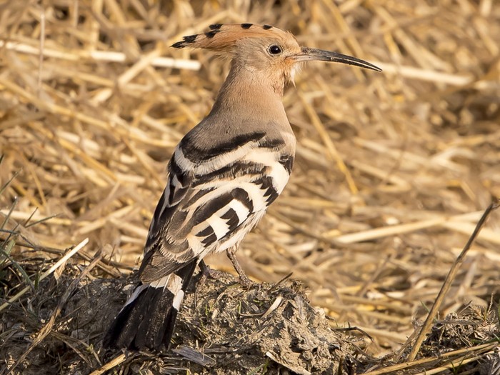 Hoopoe