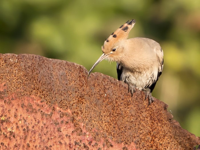 Hoopoe