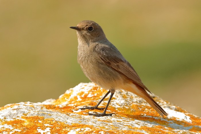 Black Redstart