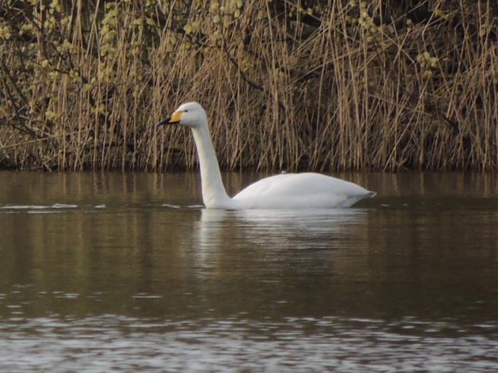 Whooper Swan