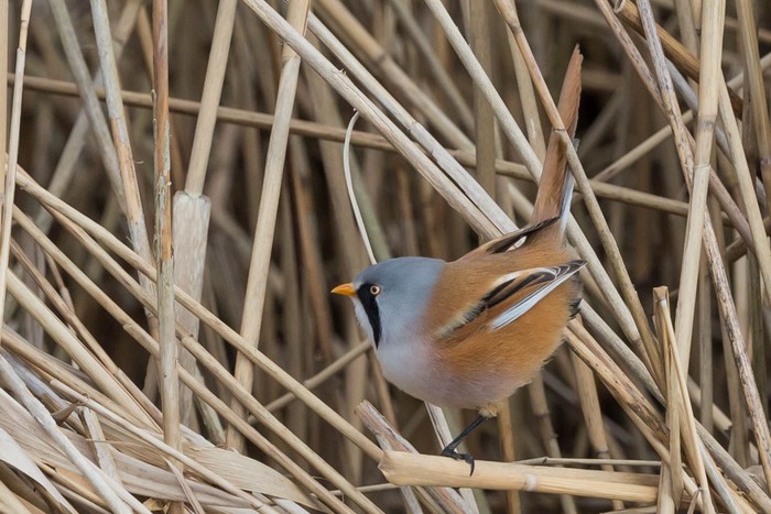 Bearded Tit