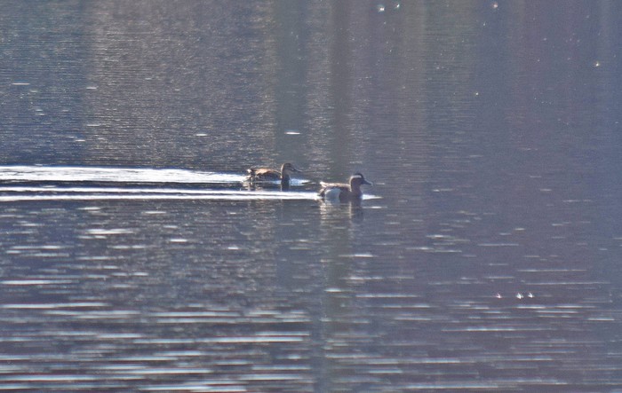 Garganey