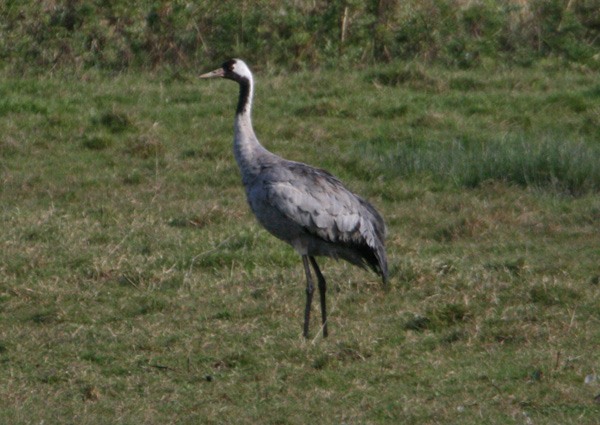 Common Crane