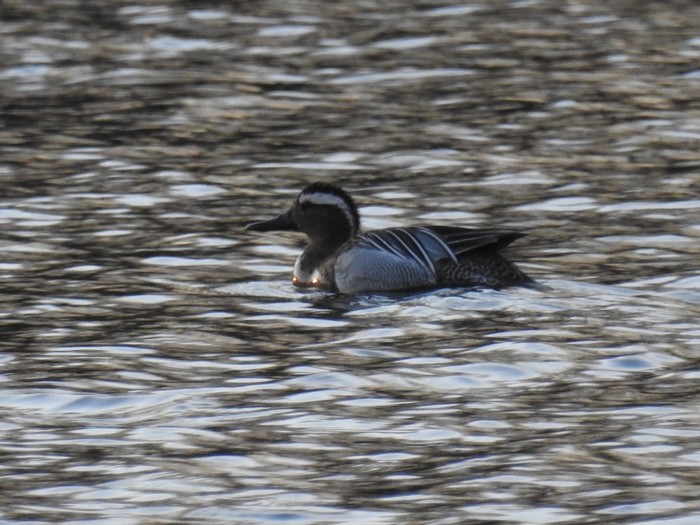 Garganey