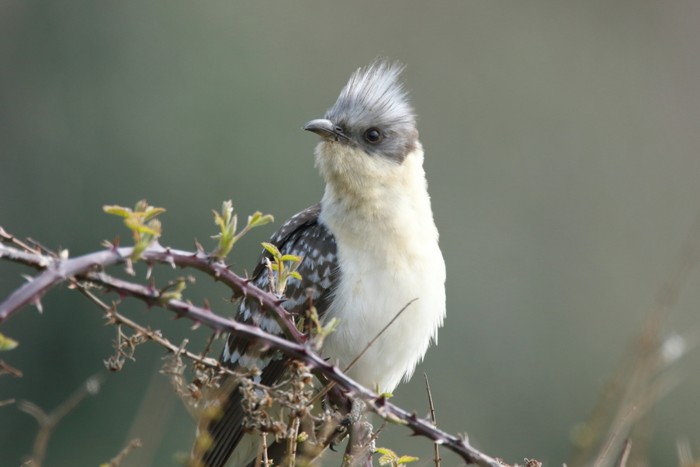 Great Spotted Cuckoo