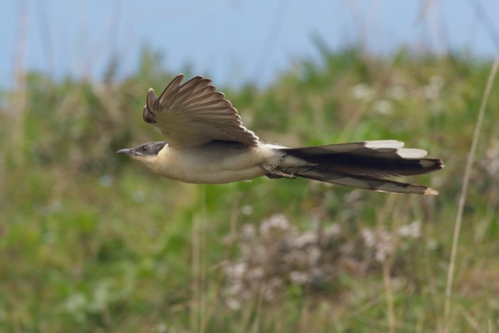 Great Spotted Cuckoo