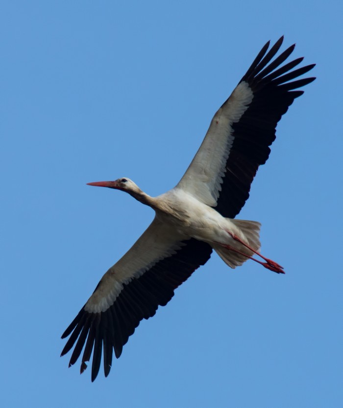 White Stork