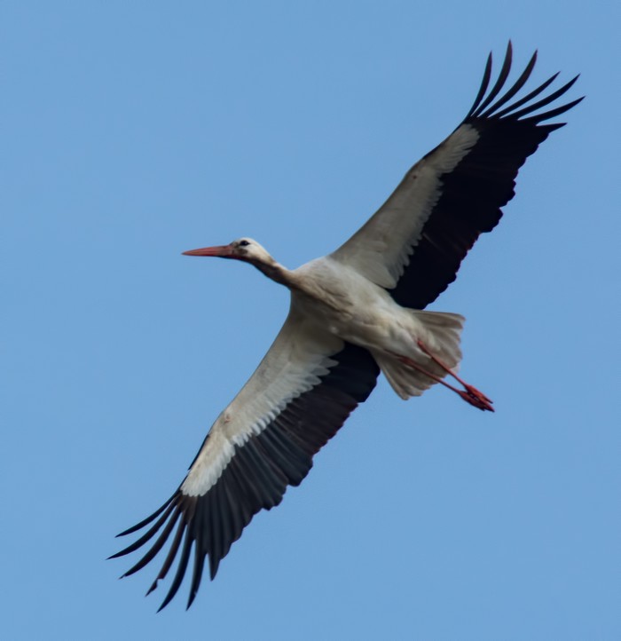 White Stork