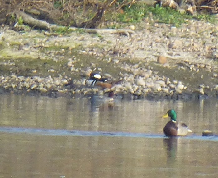 Hooded Merganser