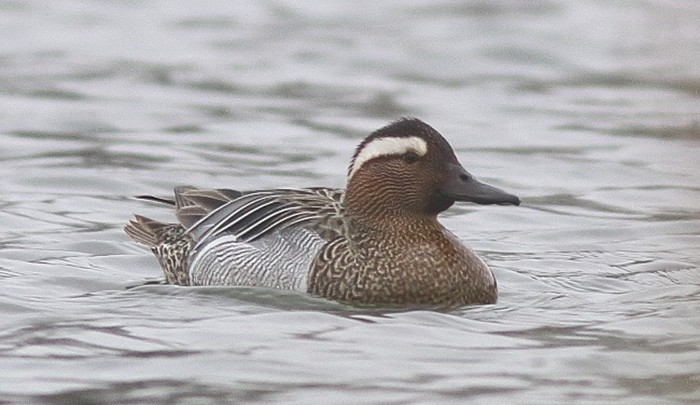 Garganey