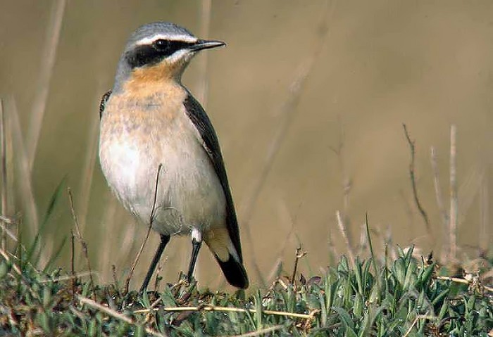 Wheatear