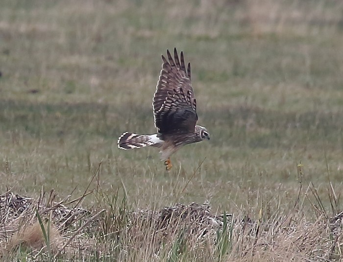 Hen Harrier