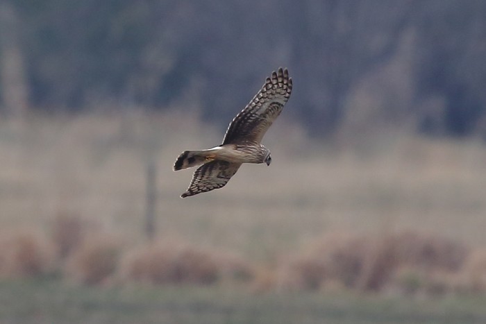 Hen Harrier