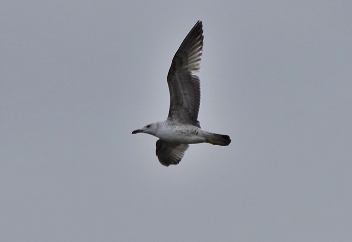Caspian Gull
