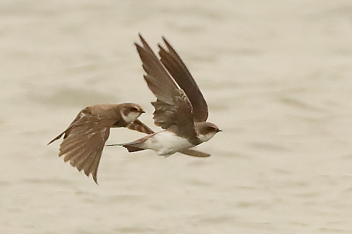 Sand Martin