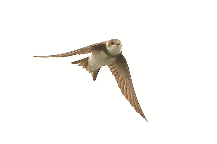 Sand Martin