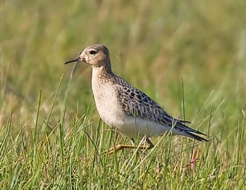 Buff-breasted Sandpiper