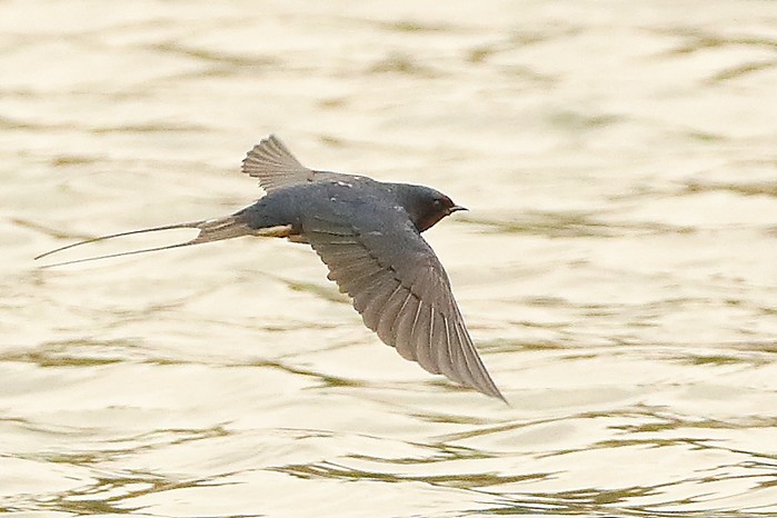 Swallow